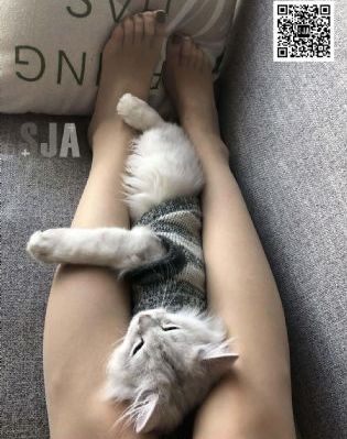 宋飞传_BD高清在线